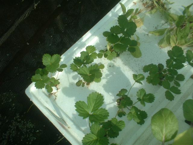 strawbs onna float.jpg