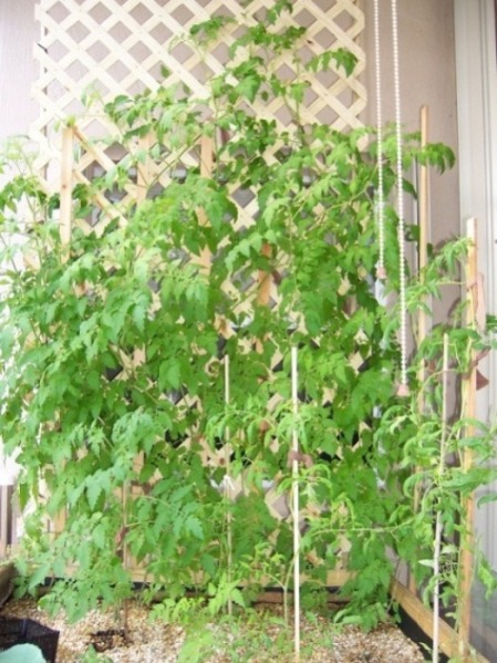 growth nov. 08 glades tomatoes.jpg