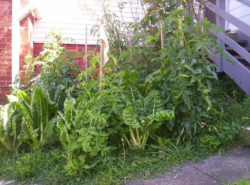 Aquaponics Project 001-small.jpg