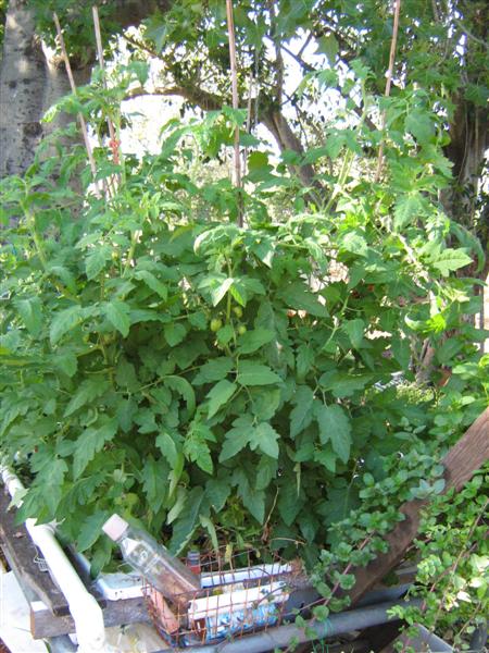 IMG_2741 (Medium).jpg