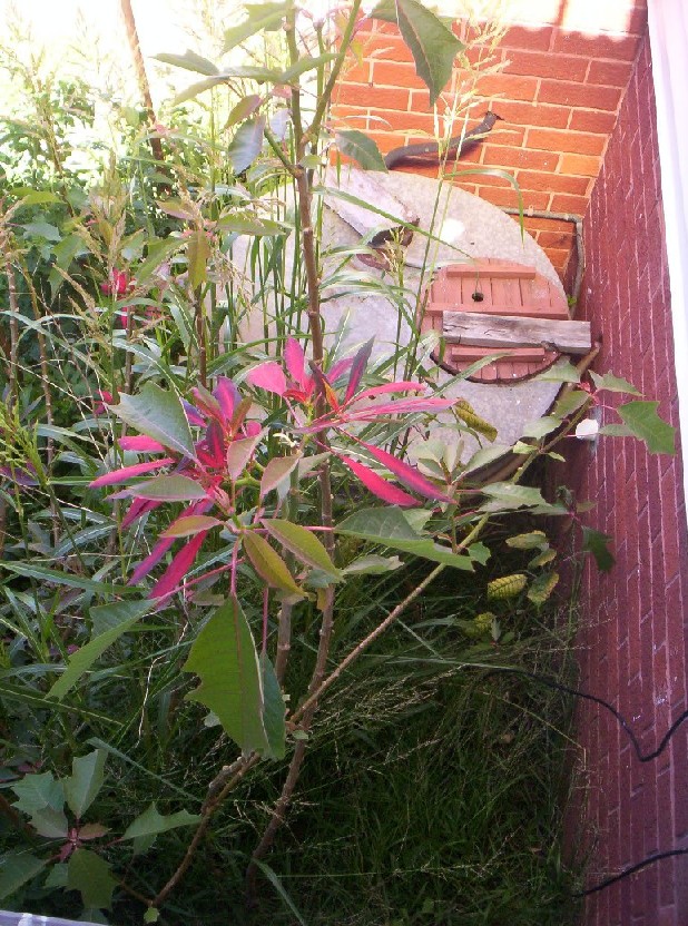 Aquaponics Project 007-small.jpg