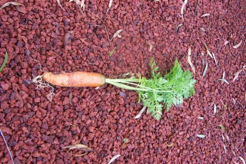 carrot1.jpg