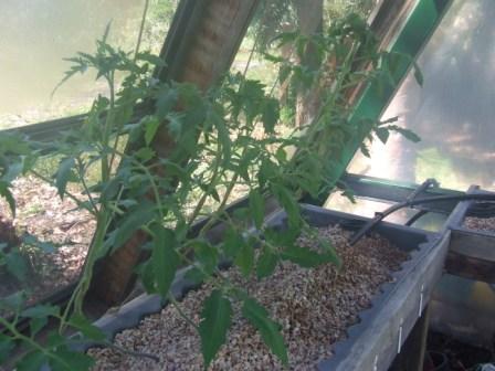 veg 25-11-2008 001.JPG