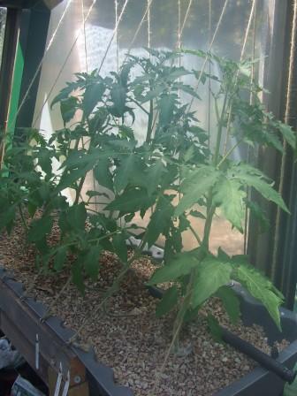 veg 25-11-2008 003.JPG