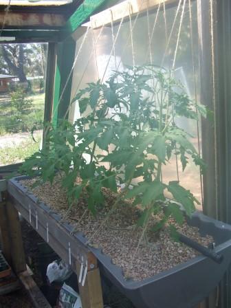 veg 25-11-2008 004.JPG