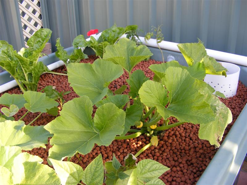 DSCF3795 (Medium).JPG