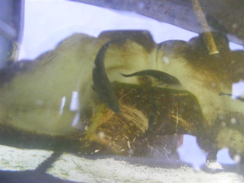 DSCF3807 (Medium).JPG