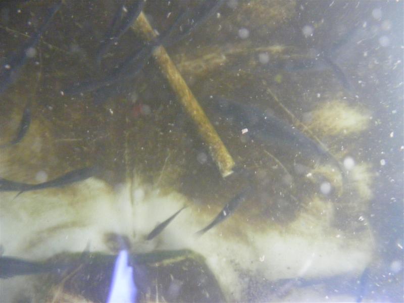 DSCF3815 (Medium).JPG