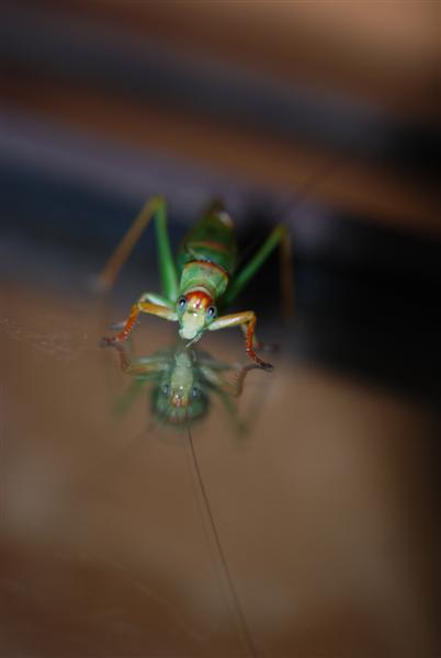 Heres looking at you (Medium).jpg