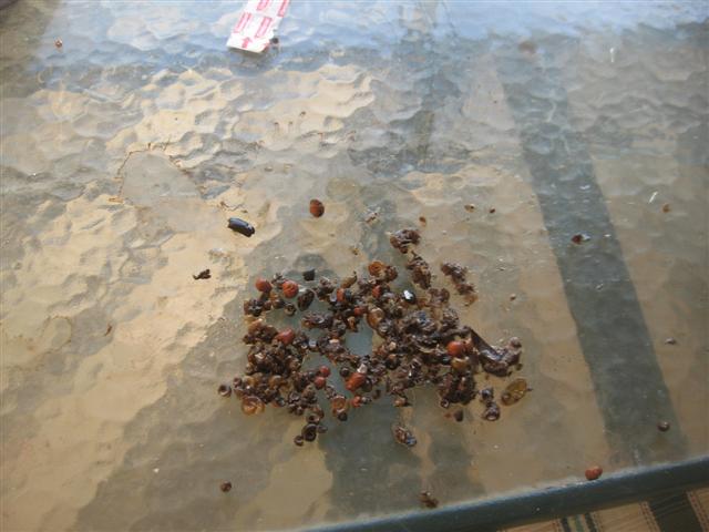 snails 001 (Small).jpg