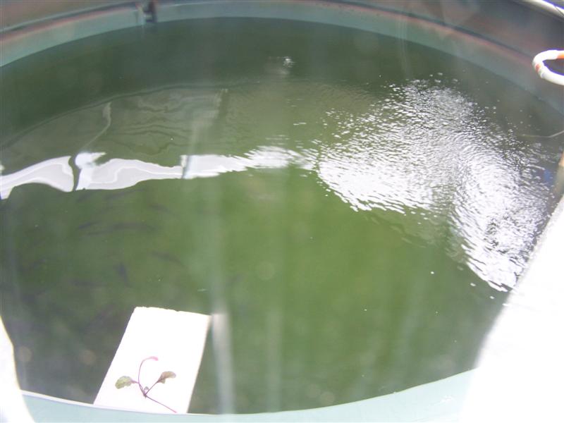 100_1963 (Medium).JPG