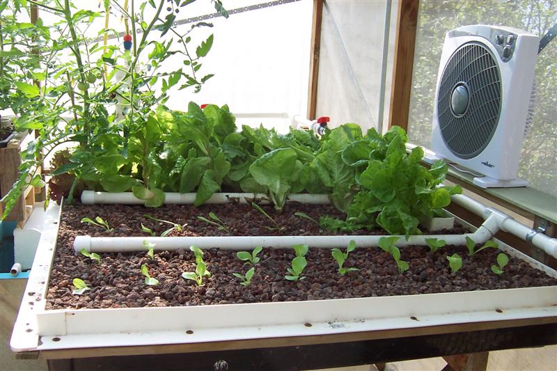 Fan to try and combat white fly & aphids (Medium).JPG