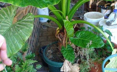 elephant ear.jpg