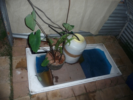 System 1 goldfish and koi tank.jpg