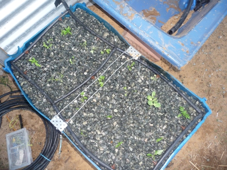 new grow bed for barra tank 6 12 08 (6).jpg