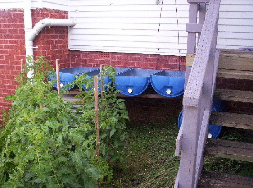 Aquaponics Project 025-small.jpg