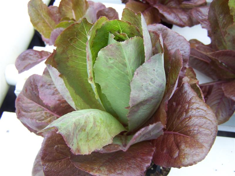 100_2027 (Medium).JPG