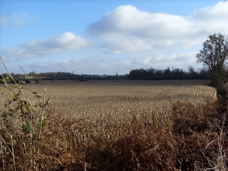 Terre basse maïs 4ha 5.JPG