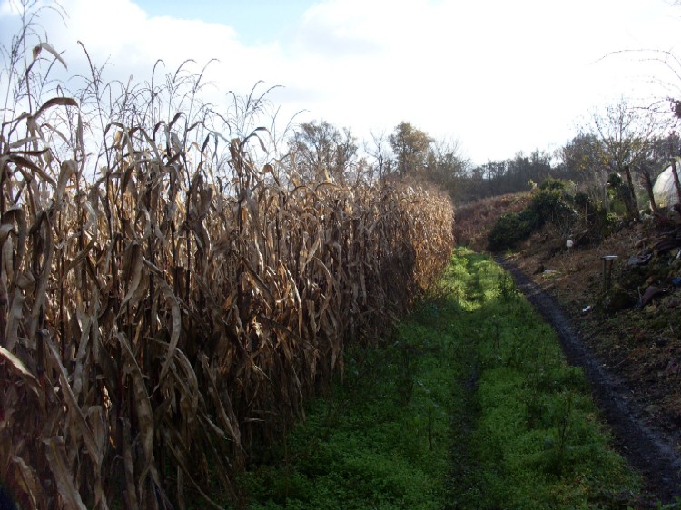Terre basse maïs 4ha 6.JPG