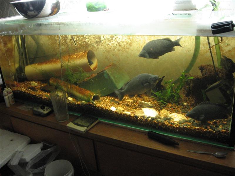 Anges 35th 002 (Medium).jpg