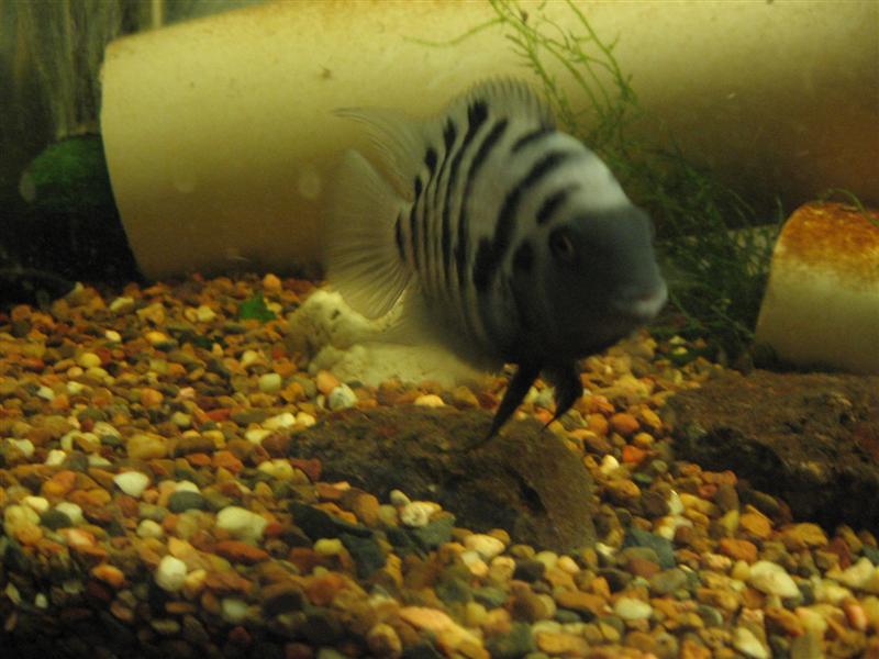 Anges 35th 005 (Medium).jpg