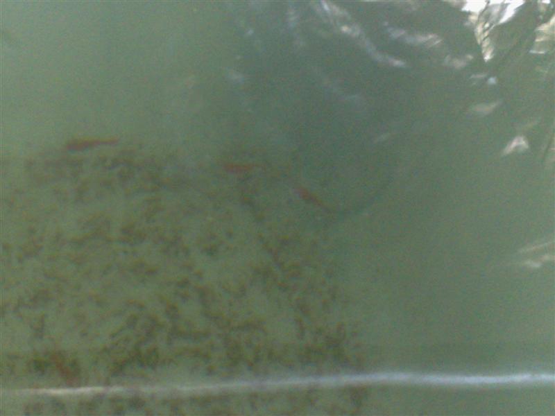 12122008231 (Medium).jpg