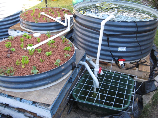 clay aquaponics system.jpg