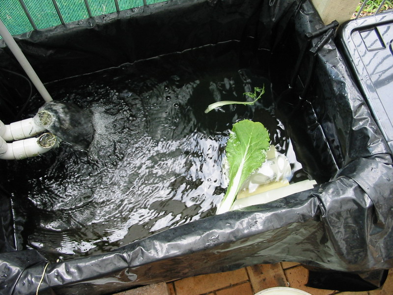 Chinese cabbage leaves.jpg