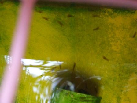 yabbie babies 001.JPG