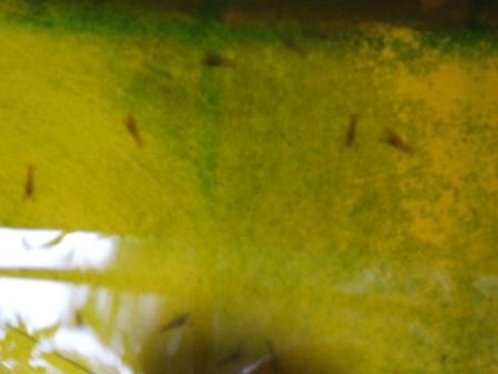 yabbie babies 003.JPG