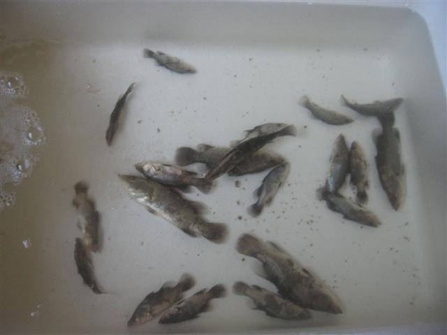 dead on arrival 001 (Small).jpg