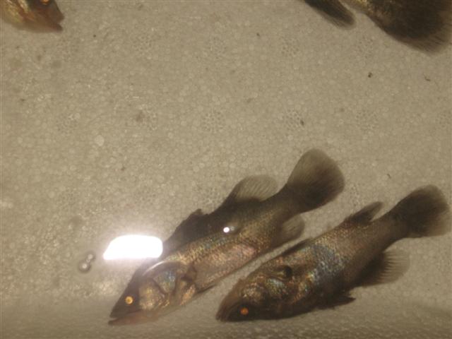 dead on arrival 003 (Small).jpg