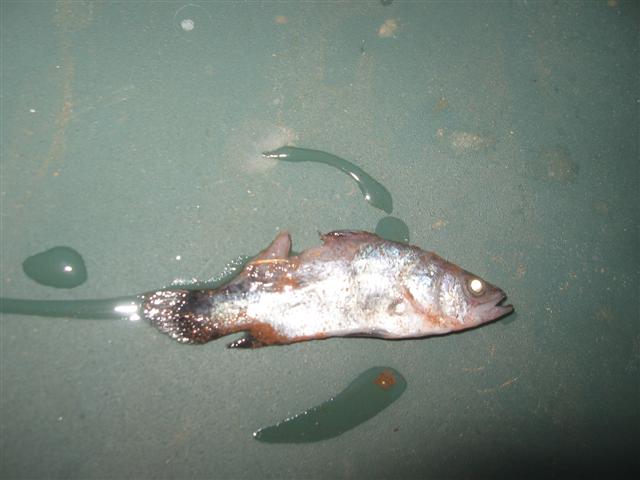 dead on arrival 007 (Small).jpg