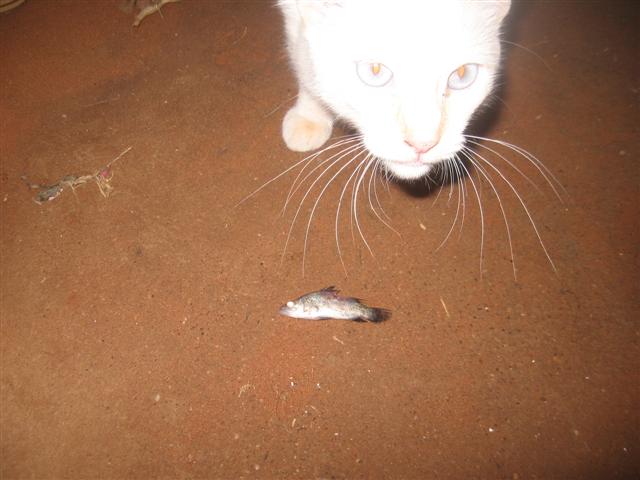 dead on arrival 006 (Small).jpg