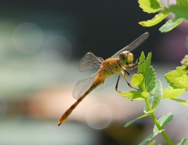 Dragonfly visiting lebanese watercress in fish tank.JPG