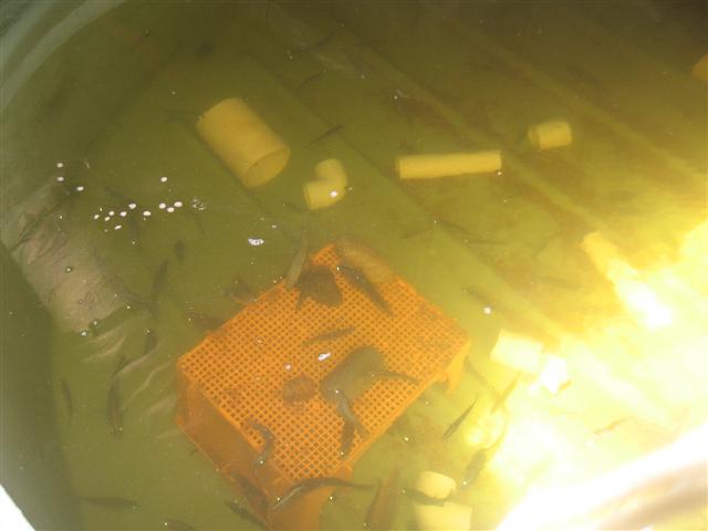 barra mark 2 001 (Small).jpg