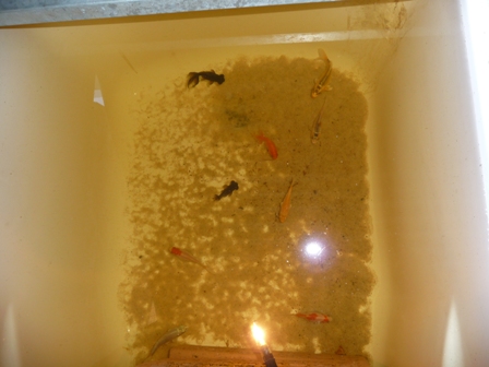 Water clarity in sml system dec 08.JPG