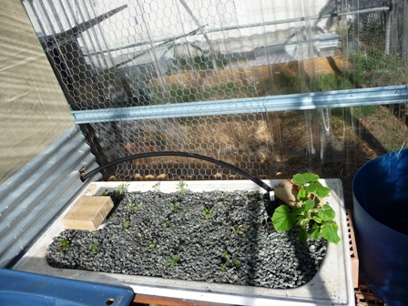 New growbed planted out. dec08.JPG