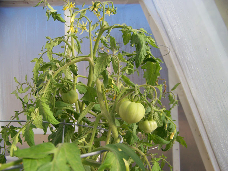 tomatoe plants 3 small.jpg