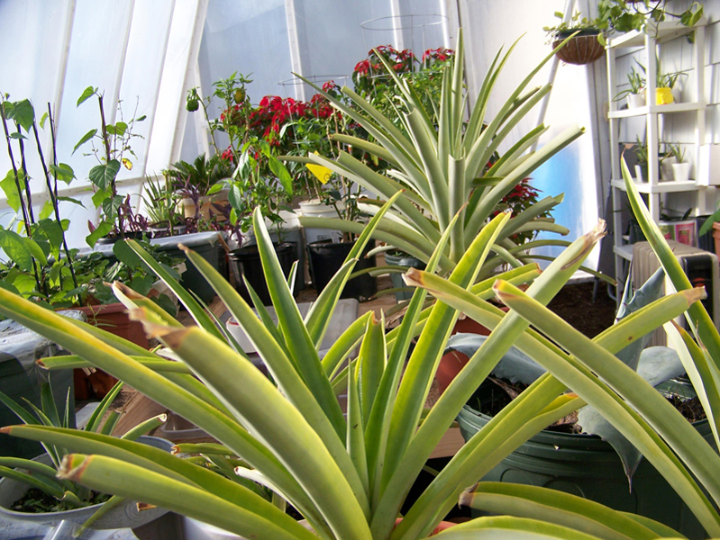 looking west 1small.jpg