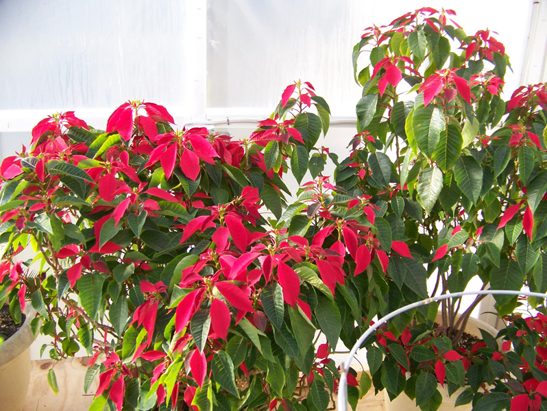 poinsettia small.jpg