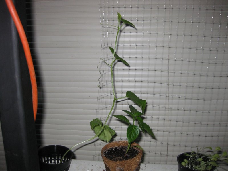 Dec 25 honeydew and pepper.JPG