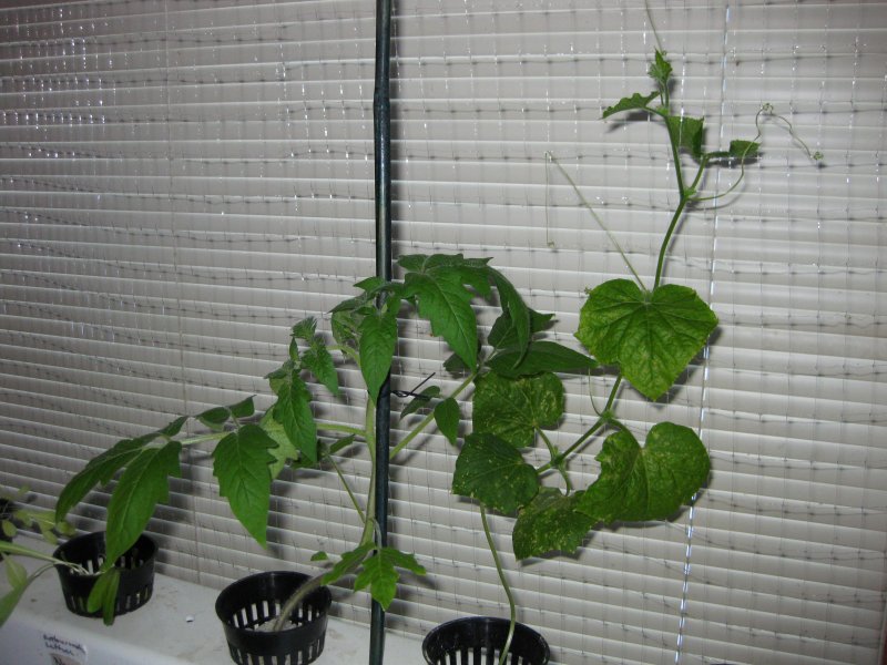 Dec 25 tomatoe and cucumber.JPG