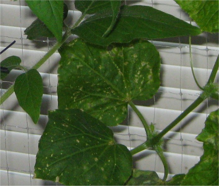 cucumber spots.jpg