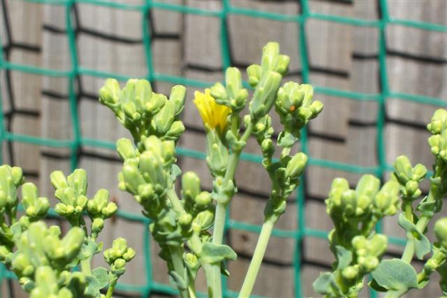 100_4046 (Small).JPG