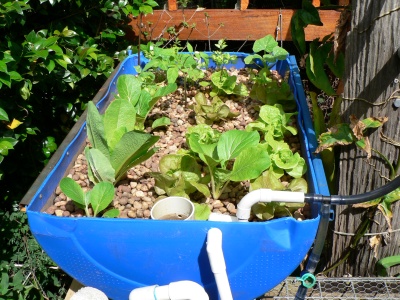 Grow bed 29 Oct 06.JPG