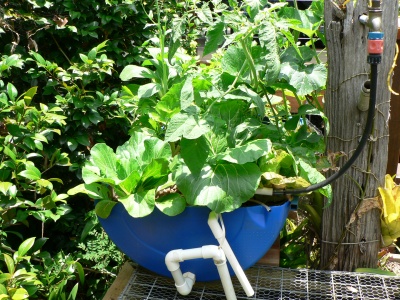 Growbed 27 Nov 06.JPG