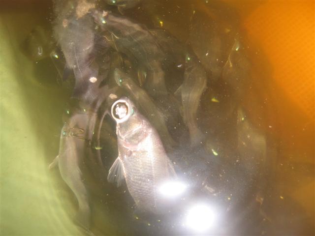 cute 002 (Small).jpg