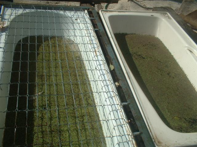 duckweed tubs Mark II.jpg