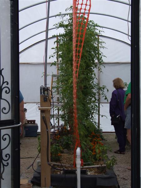 Tomato wall.JPG